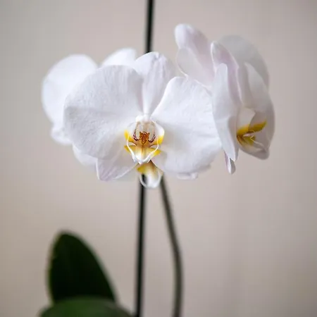 Clos Saint Martin Pensión