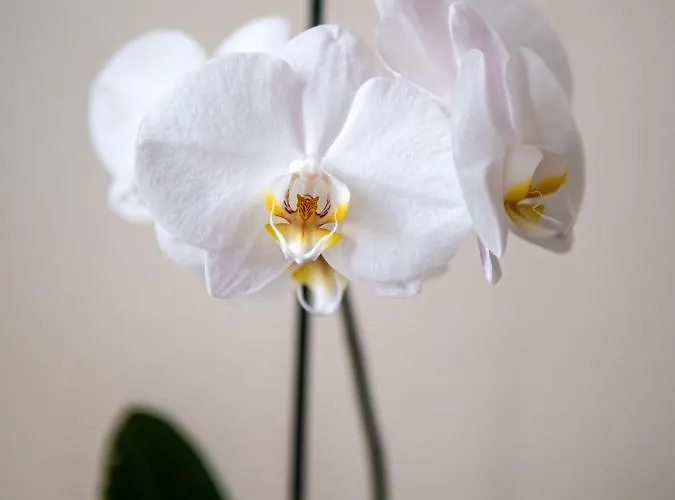 Clos Saint-martin Gasthof